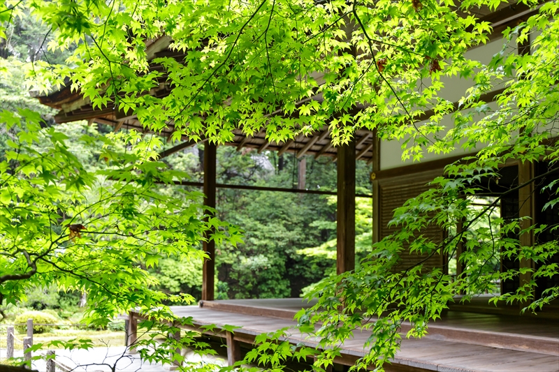 植栽